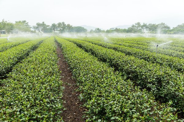 Comment créer un oasis de verdure sans arrosage : Les secrets de l'aménagement paysager sans irrigation