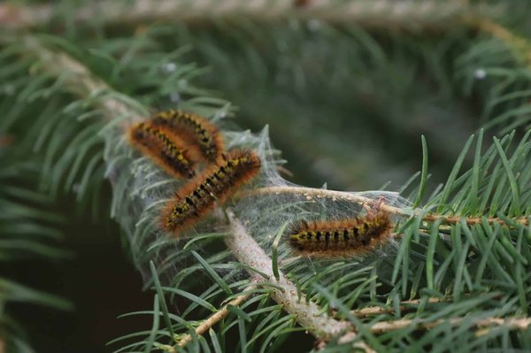 Var : Comment lutter contre la chenille processionnaire ?