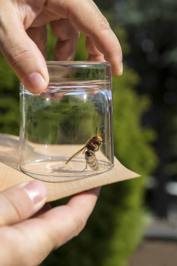 Pourquoi contacter une société pour détruire les nids de frelons ?